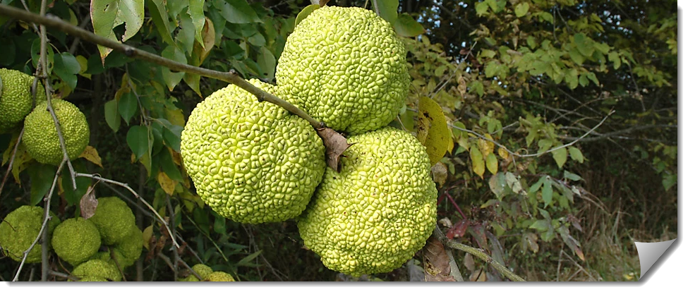 Osage orange